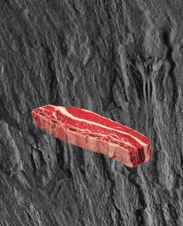 flache Rippe für Suppe